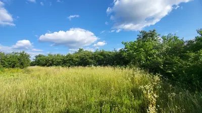Рівна ділянка 15 соток заїзд через Рибцях (вул. Олімпійську) — мініатюра фото 9