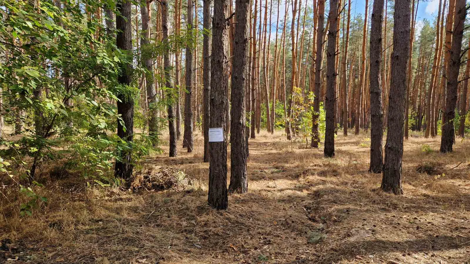 Продам ділянку у лісі с. Пісчанка, вул. Зелена. — фото 2 з 7