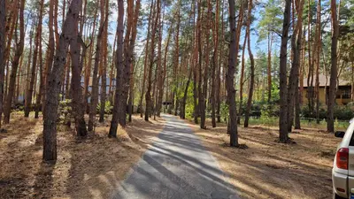 Продам ділянку у лісі с. Пісчанка, вул. Зелена. — мініатюра фото 3