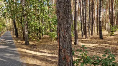 Продам ділянку у лісі с. Пісчанка, вул. Зелена. — мініатюра фото 4