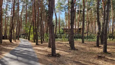 Продам ділянку у лісі с. Пісчанка, вул. Зелена. — мініатюра фото 5