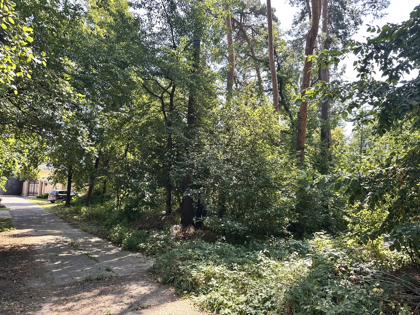 продаю 75 сотв с Романків з лісом на ділянці — фото 9 з 13