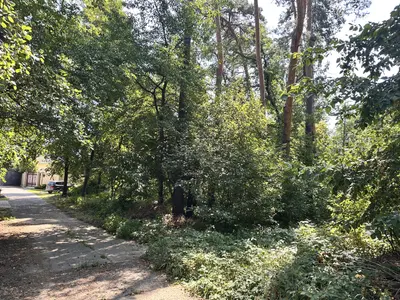 продаю 75 сотв с Романків з лісом на ділянці — мініатюра фото 9
