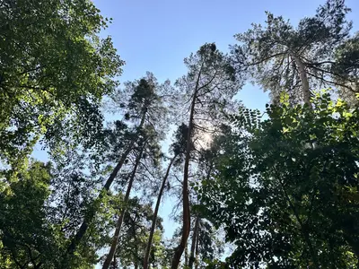 продаю 75 сотв с Романків з лісом на ділянці — мініатюра фото 11