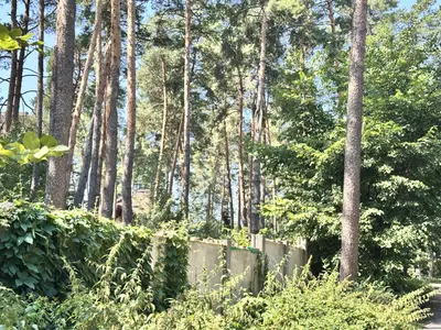 продаю 75 сотв с Романків з лісом на ділянці — мініатюра фото 13
