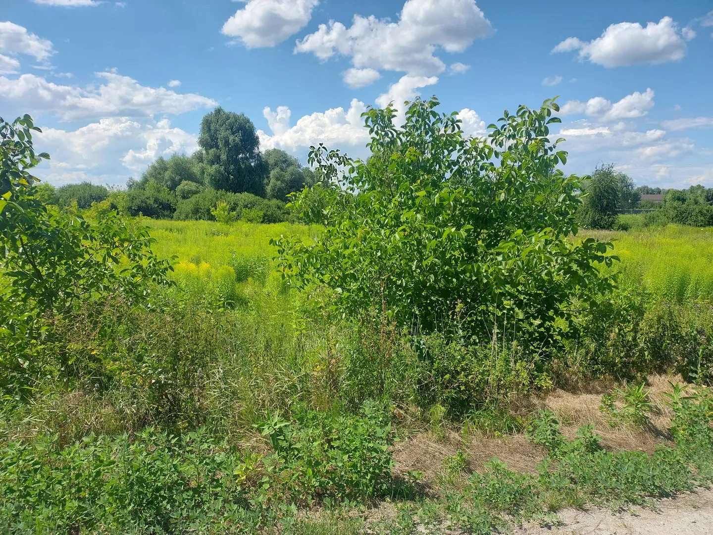 Продається земельна ділянка 10 соток у с. Рожни, лише 20 км від Києва! — фото 1 з 6