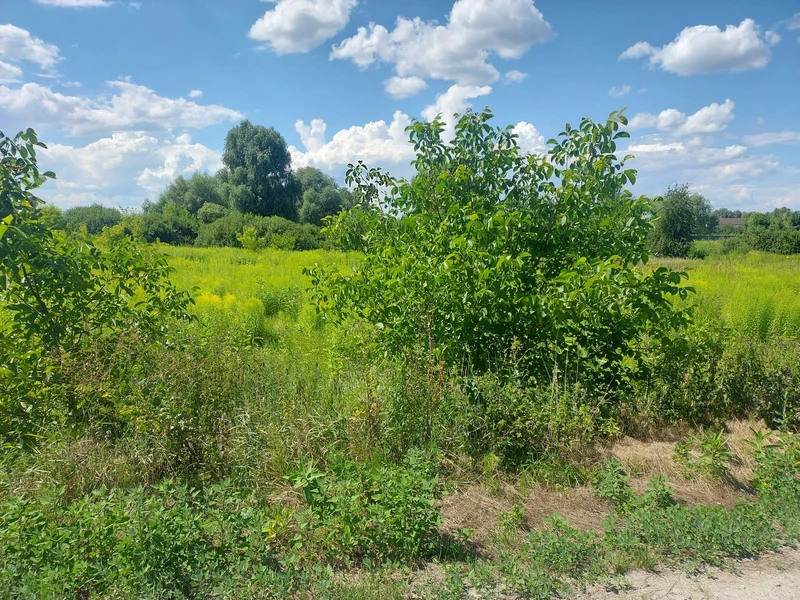 Продається земельна ділянка 10 соток у с. Рожни, лише 20 км від Києва! — фото 1 з 6