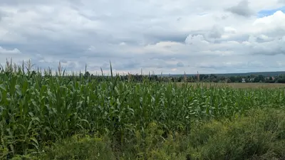 траса Гостомель - Раківка. Терміновий продаж землі 200 соток — мініатюра фото 4