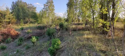 Продаж земельної ділянки 1,29 га, цільове під дорожню інфраструктуру (АЗС+електро ЗС) — мініатюра фото 10