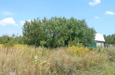 Земельна ділянка 0,25 га Для індивідуального садівництва  — мініатюра фото 2
