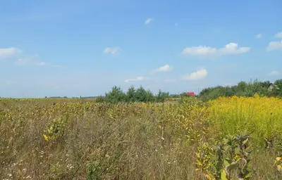 Земельна ділянка 0,25 га Для індивідуального садівництва — мініатюра фото 11