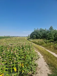 Земельна ділянка 0,25 га Для індивідуального садівництва — мініатюра фото 3