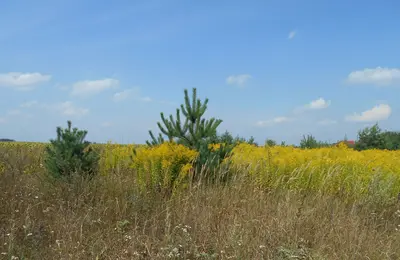 Земельна ділянка 0,25 га Для індивідуального садівництва — мініатюра фото 8
