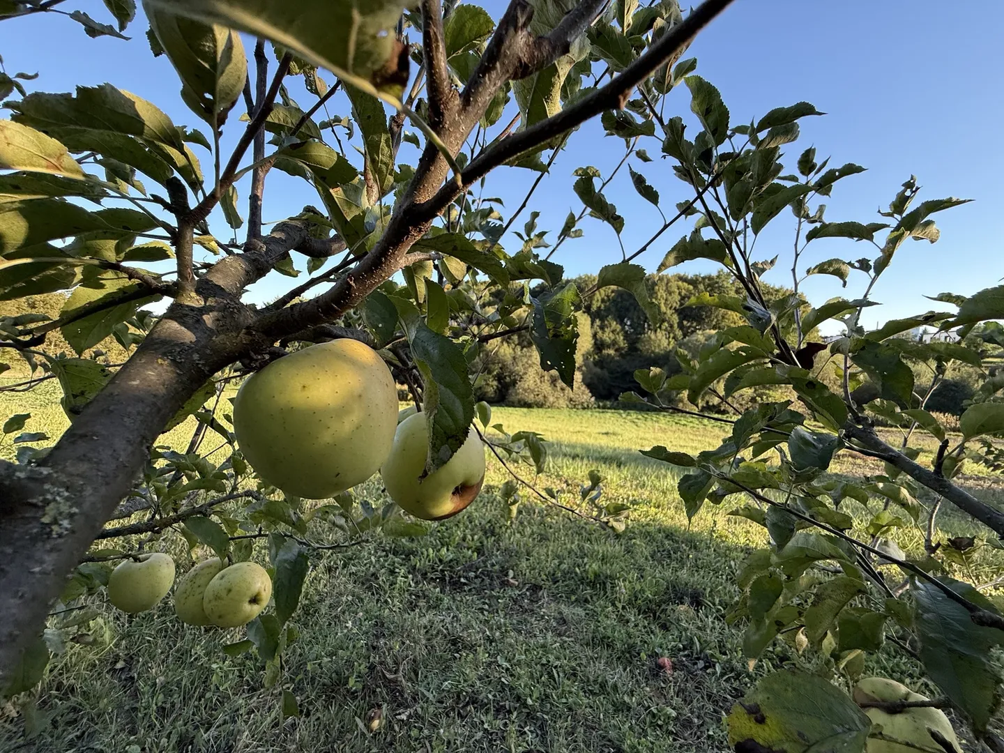 🌿 Продається земельна ділянка 19,2 сотих у Зарванцях — фото 20 з 20