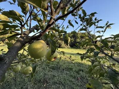 🌿 Продається земельна ділянка 19,2 сотих у Зарванцях — мініатюра фото 20
