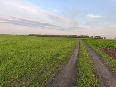 Продаж земельної ділянки в с. Сокиринці — мініатюра фото 3