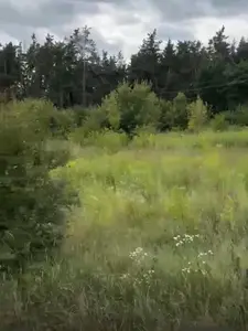 Пропонується земельна ділянка 8 соток кутова , в лісу майже, поруч побудовані сусіди, 8 соток отдам за 12 1000 — мініатюра фото 2