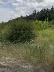 Пропонується земельна ділянка 8 соток кутова , в лісу майже, поруч побудовані сусіди, 8 соток отдам за 12 1000 — мініатюра фото 3