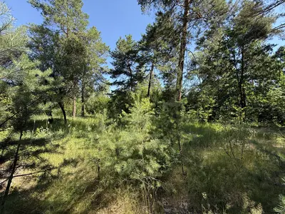 Продаж 2.0 Га під будівництво, ліс, комунікації поруч — мініатюра фото 8