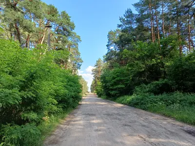 50 соток біля води та лісу | Власний берег | Глібівка | Київське море — мініатюра фото 3