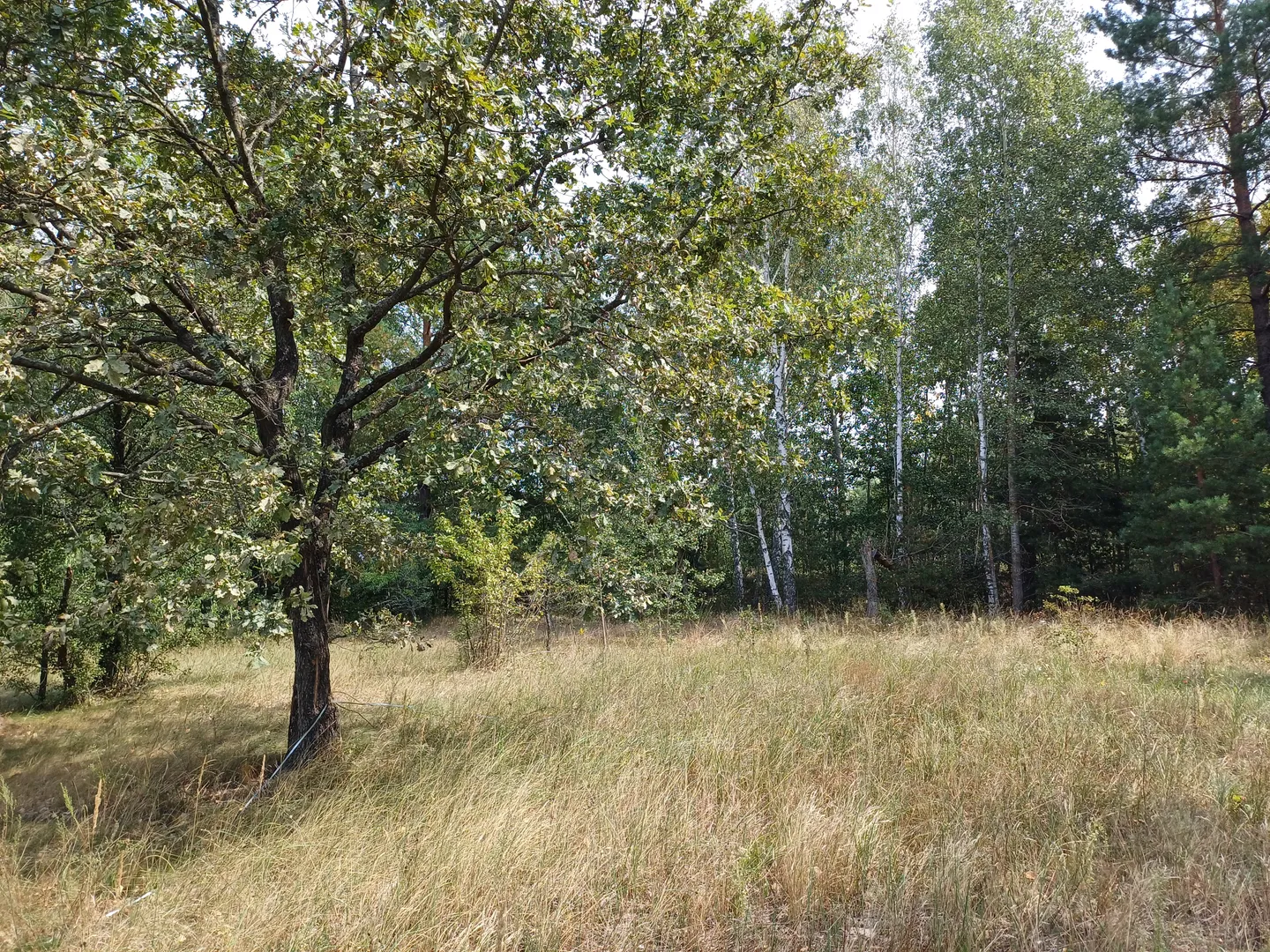 Ділянка під будівництво — фото 6 з 14