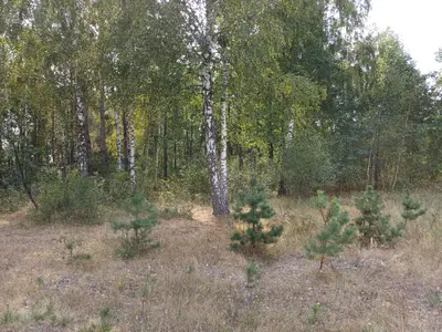 Ділянка під будівництво — мініатюра фото 9