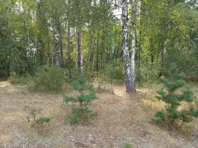Ділянка під будівництво — мініатюра фото 13