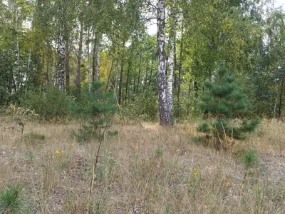 Ділянка під будівництво — мініатюра фото 14