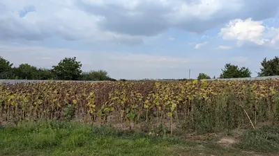 Продається земельна ділянка! — мініатюра фото 2