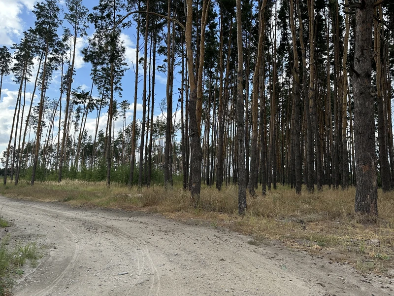 Продаж земельноі ділянки під котеджную забудова, на ділянці є соснові дерева, цільове 01.05, ціна 500у.о.сотка Власник +380981521212 — фото 3 з 4