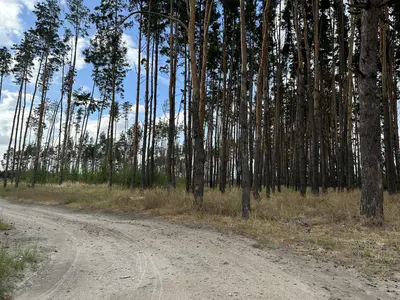 Продаж земельноі ділянки під котеджную забудова, на ділянці є соснові дерева, цільове 01.05, ціна 500у.о.сотка Власник +380981521212 — мініатюра фото 3