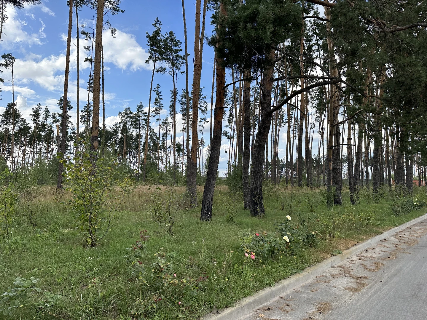 Продаж земельноі ділянки під котеджную забудова, на ділянці є соснові дерева, цільове 01.05, ціна 500у.о.сотка Власник +380981521212 — фото 1 з 5