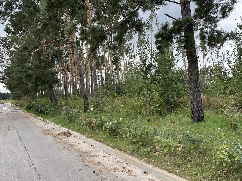 Продаж земельноі ділянки під котеджную забудова, на ділянці є соснові дерева, цільове 01.05, ціна 500у.о.сотка Власник +380981521212 — фото 2 з 5