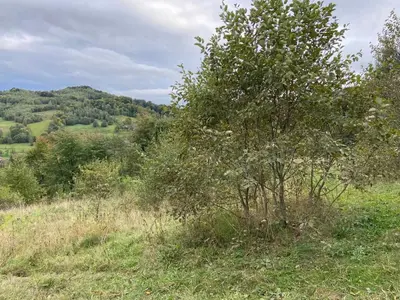 Продаж / Земля / ОСГ/ Орів / Дрогобицький / Львівська область — мініатюра фото 10
