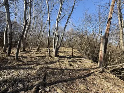 Продаж / Земля / ОСГ/ Верхнє Синьовидне / Стрийський, Львівська область — мініатюра фото 13