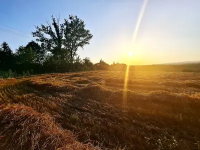 Ділянка, 1 га біля м. Ходорів — перша лінія від дороги! — мініатюра фото 5