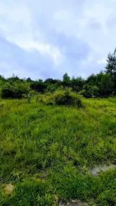 Ділянка під будівництво в с. Рибне біля лісу — мініатюра фото 1