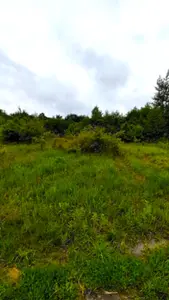 Ділянка під будівництво в с. Рибне біля лісу — мініатюра фото 6
