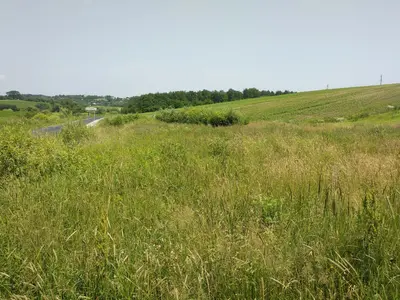 Ділянка на межі с. Колодіївка і с. Вовчинець. Перша лінія — мініатюра фото 6