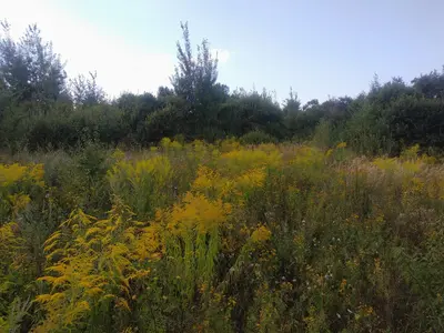 Ділянка біля с. Павлівка, під будівництво — мініатюра фото 2