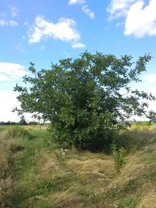 Ділянка у с. Черніїв, урочище 'за Оленoю Вовковою' — мініатюра фото 4