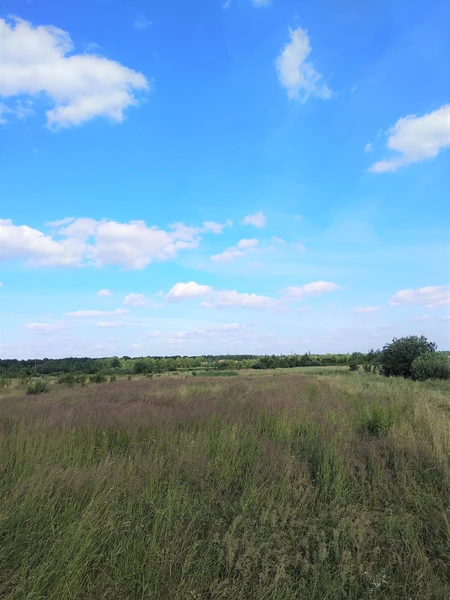 Ділянка у с. Черніїв, урочище 'за Оленoю Вовковою' — фото 5 з 8