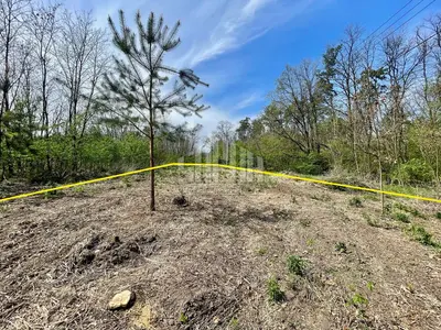 🌲 Ділянка 15 соток під забудову прямо біля лісу! Новосілки, БЕЗ КОМІСІЇ — мініатюра фото 1