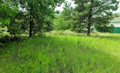 Ділянка з усіма комунікаціями в садовому товаристві, 45 км від Києва — мініатюра фото 9