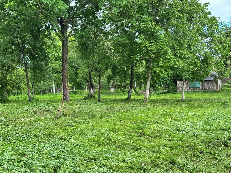 Продаю 50 сот . Частина 2  — фото 3 з 6