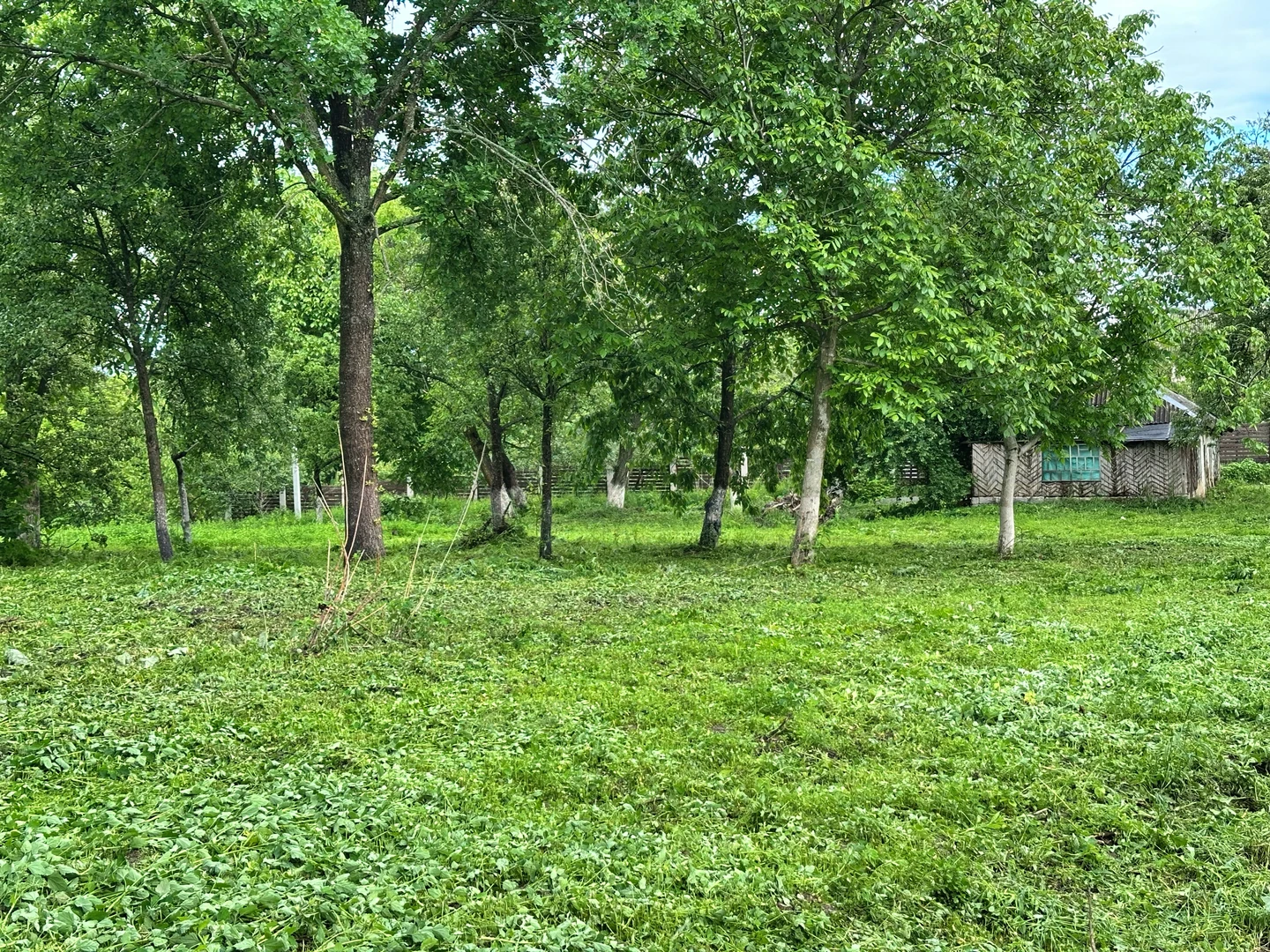 Продаю 50 сот . Частина 2  — фото 3 з 6