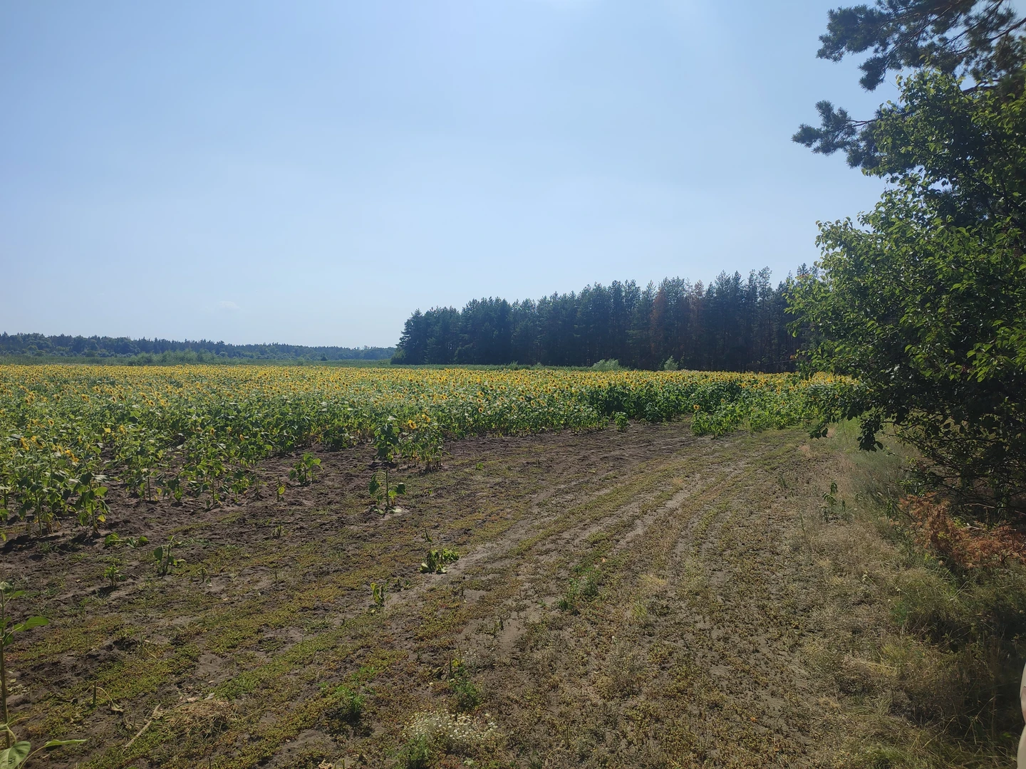 Продаж суміжних ділянок — фото 5 з 7