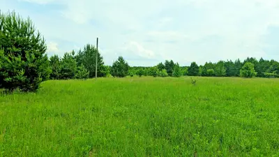 25 соток на окраїні села — ліс, комунікації, 55 км від Києва! — мініатюра фото 1