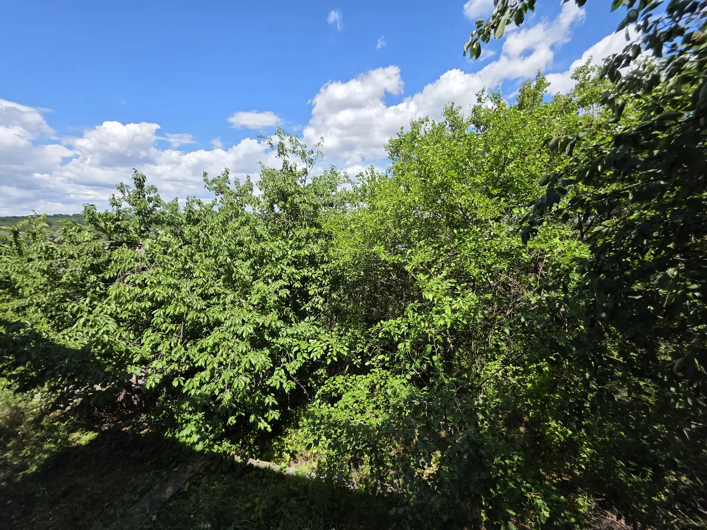 Продаж дачі — фото 12 з 20