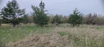 01.03 Для ведення особистого селянського господарства — мініатюра фото 11